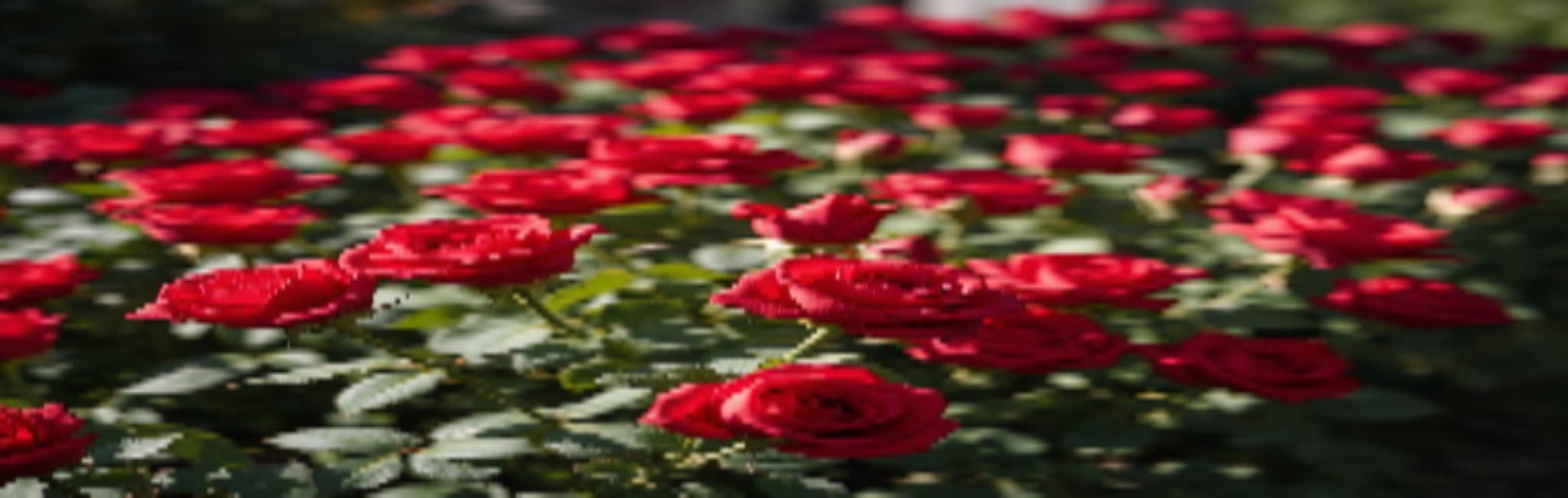 Soft bed of pink and red roses symbolizing peace, comfort, and the beauty of starting fresh after menopause